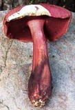 Boletus carminiporus image