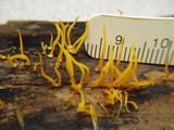 Calocera cornea image