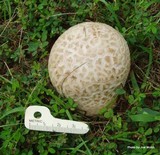 Calvatia cyathiformis image