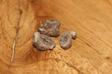 Tuber californicum image