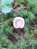 Cantharellula umbonata image