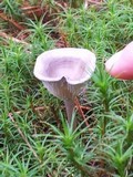 Cantharellula umbonata image