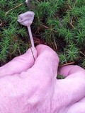 Cantharellula umbonata image