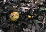 Hygrocybe acutoconica image