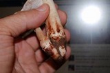 Amanita amerirubescens image