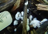Ceratiomyxa fruticulosa var. fruticulosa image