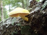 Pluteus mammillatus image