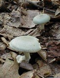 Clitocybe odora image