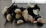 Crepidotus mollis image