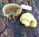 Entonaema liquescens image