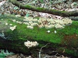 Ductifera pululahuana image