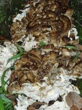 Grifola frondosa image