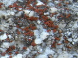 Caloplaca arenaria image
