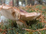 Tricholoma pessundatum image