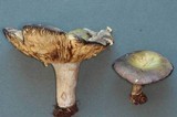 Russula occidentalis image