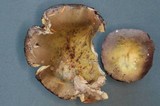 Russula occidentalis image