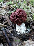 Gyromitra caroliniana image