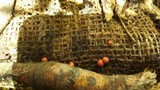 Lycogala epidendrum image
