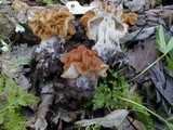 Gyromitra korfii image