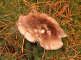 Tricholoma pessundatum image