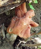 Gyromitra brunnea image