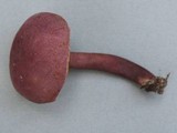 Gyroporus purpurinus image