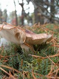 Tricholoma pessundatum image