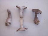 Cortinarius fragrans image