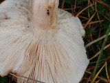 Tricholoma pessundatum image