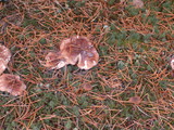 Tricholoma pessundatum image