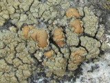 Lecanora mellea image