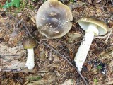 Amanita augusta image