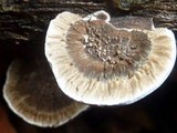 Coriolopsis caperata image