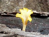 Dacryopinax spathularia image