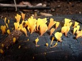 Dacryopinax spathularia image