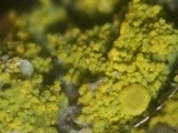 Candelariella efflorescens image