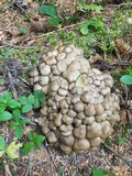 Lyophyllum decastes image