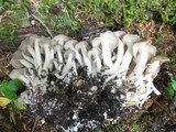 Lyophyllum decastes image