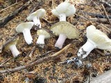 Russula xerampelina image