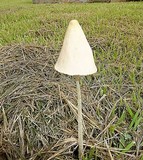 Conocybe apala image