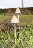 Conocybe apala image