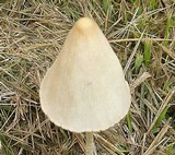 Conocybe apala image