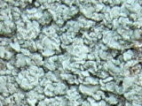 Hypocenomyce sierrae image