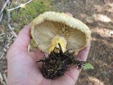 Lactarius repraesentaneus image