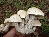 Macrocybe titans image
