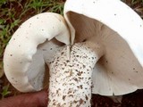 Macrocybe titans image