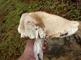Macrocybe titans image