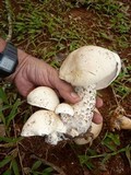 Macrocybe titans image