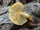 Tricholomopsis sulphureoides image