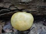 Tricholomopsis sulphureoides image